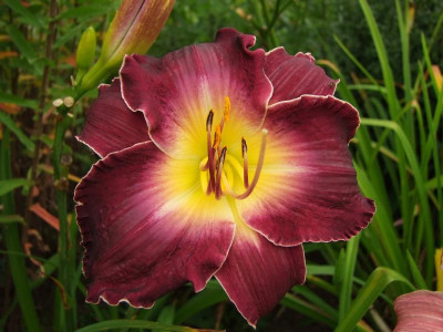 2017_0801Hemerocallis150037.jpg