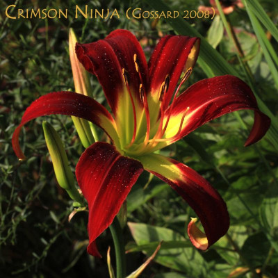 GidW - CRIMSON NINJA.jpg