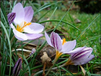 Crocus_laevigatus_fontenay..jpg