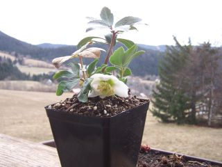 100_0446_Helleborus_nigerPP.jpg