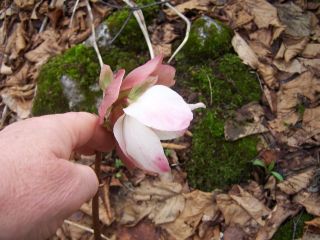 100_0447_Helleborus_jard.1_PP.jpg