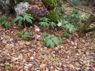 100_0448_Helleborus_jard.2_PP.jpg