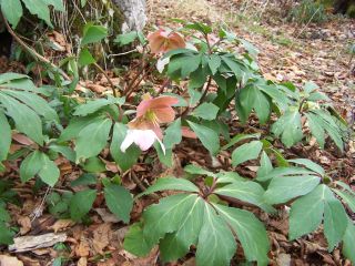 100_0449_Helleborus_jard.3_PP.jpg