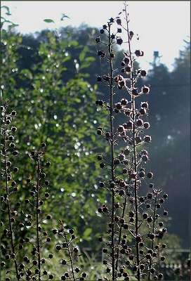 Verbascum_bei_Lisl.JPG