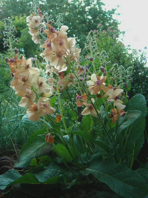 Verbascum_Jackie.jpg