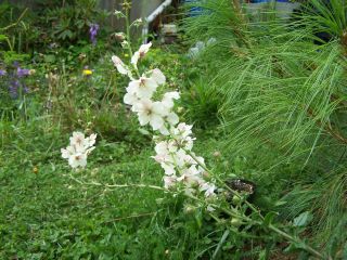 100_0352_Verbascum_phoeniceum_alba_PP.jpg