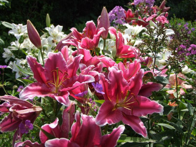 2017_0802Hemerocallis160011.JPG
