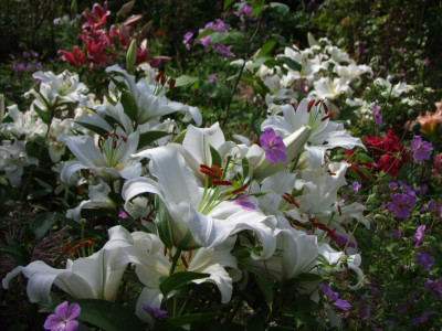 2017_0802Hemerocallis160009.JPG