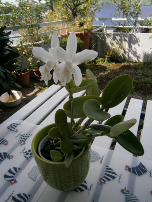 Cattleya 17 001.JPG