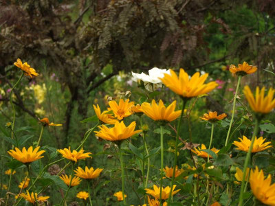 2017_0802Hemerocallis160026.JPG