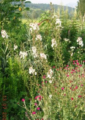 Verbascum_blattaria_alb.____kl..jpg