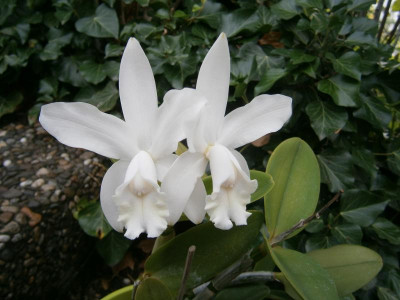 Cattleya 17 007.JPG