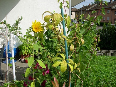 DSCN4263 verirrtes Blümchen.JPG