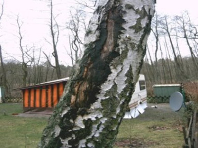 Birke_13.jpg