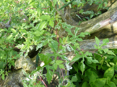 2017-08-02 Ampelopsis 2.jpg