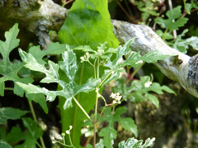 2017-08-02 Ampelopsis 3.jpg