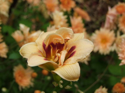 2017_0802Hemerocallis160178.jpg