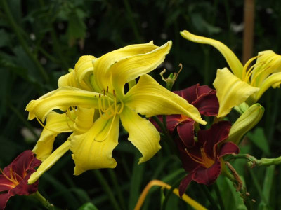 2017_0802Hemerocallis160189.JPG