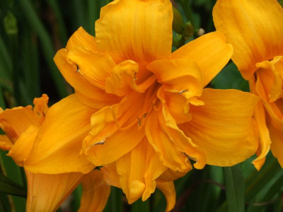 2017_0802Hemerocallis160193.JPG
