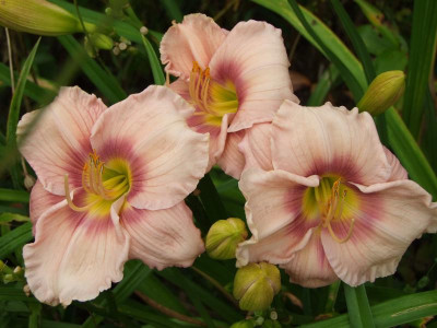 2017_0802Hemerocallis160183.jpg