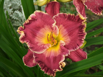 2017_0802Hemerocallis160145.jpg