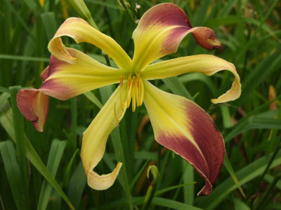 2017_0802Hemerocallis160103.JPG