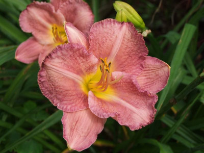 2017_0802Hemerocallis160095.JPG