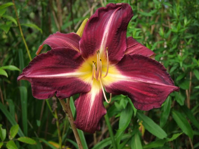 2017_0802Hemerocallis160073.jpg