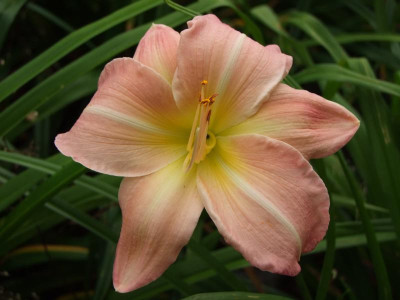 2017_0802Hemerocallis160042.jpg