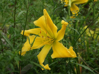 2017_0802Hemerocallis160024.jpg