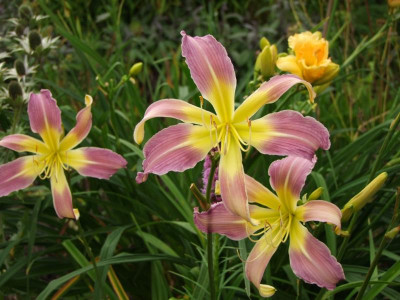 2017_0802Hemerocallis160034.JPG