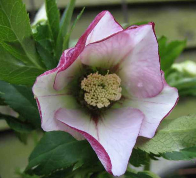 22.1.07._Helleborus_ori.Hyb._Picotee_003.JPG