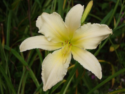 2017_0802Hemerocallis160019.JPG
