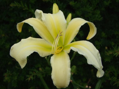 2017_0802Hemerocallis160066.jpg