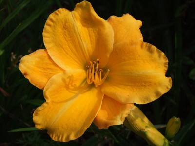 2017_0802Hemerocallis160089.jpg