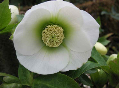 22.1.07._Helleborus_ori.Hyb._weirund__006.JPG