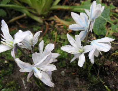 22.1.07._Scilla_mischtschenkoana_014.JPG
