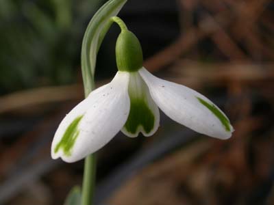 k-Cultivars-trumps-8248.jpg