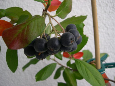 DSCN4270.JPG
