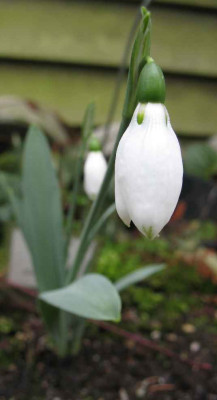 22.1.07._Galanthus_elwesii_Horn._Nr.75__004.JPG