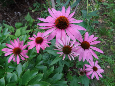 echinacea.JPG