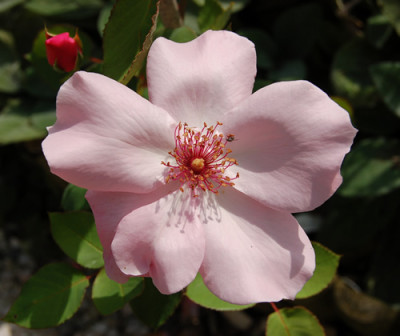 Dainty_Bess_2j_RH_0159.jpg
