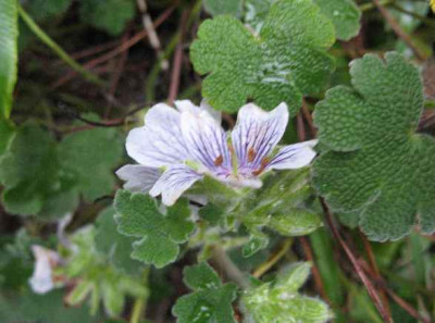 22.1.07._Geranium_renardii__016.JPG