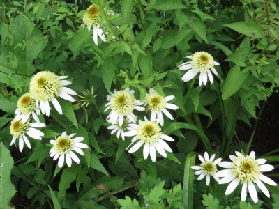 Echinacea 'Coconut Lime'_5876.jpg