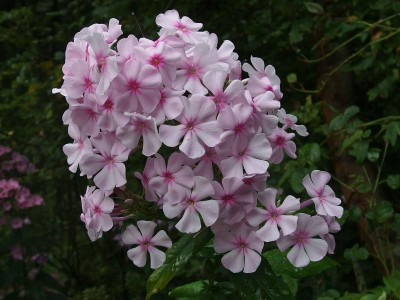 237.Sä. 1_aus Superphlox_P8031099.JPG