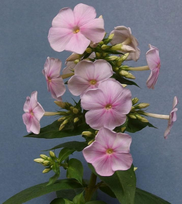 237.Sä. 1_aus Superphlox_PA262362.JPG