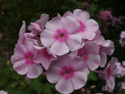 243.Sä.7_Superphlox_Ga_P8031082.JPG