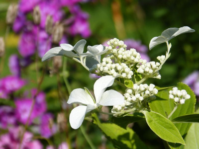 2017-08-03 Hydrangea paniculata 'Great Star'.jpg