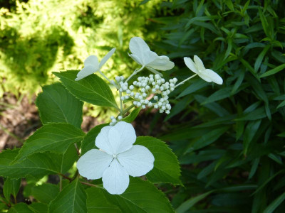 2017-08-03 Hydrangea paniculata.jpg
