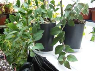 100_0454_Lonicera_fragrantissima_2_PP.jpg